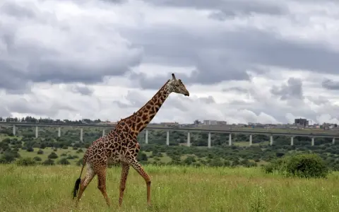 Długa szyja żyrafy na tle miasta i wiaduktu w parku narodowym Nairobi.