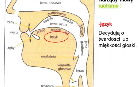 Schemat narządów mowy z zaznaczonym językiem, kluczowym dla głosek ustnych i nosowych.