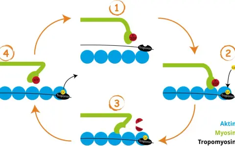 Der querbrückenzyklus: Myosin bindet an Aktin, löst sich durch ATP und zieht es dann vorwärts. Calcium und Troponin steuern diesen Prozess.