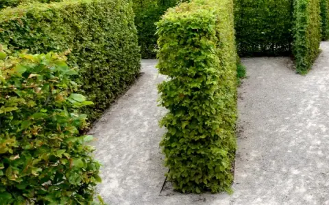 Co zamiast tuji przy ogrodzeniu? Odkryj piękne alternatywy dla swojego ogrodu