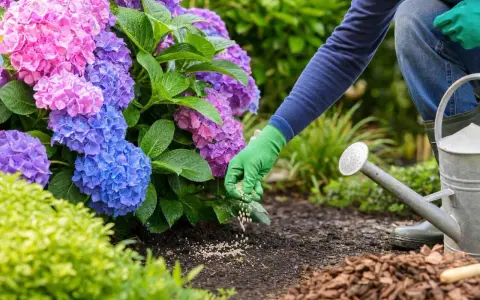 Maintenant, apprenons comment fertiliser une plante. Une main gantée disperse des granulés d'engrais au pied d'hortensias bleus et roses.