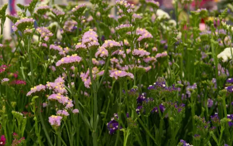 En blomsteräng med lila perenner och små gula detaljer. Vissa blommor är ljust rosa, andra mörkt lila.