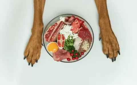 Pattes de chien encadrant une assiette de nourriture crue : viande, œuf, fromage, légumes. Avant le repas, après le repas, le chien est prêt !
