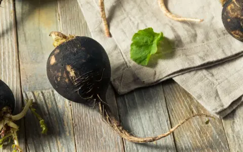 Gros radis noir rustique, avec ses racines fines, posé sur une planche de bois vieillie. Une feuille verte et un tissu de lin complètent la scène.