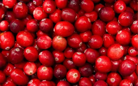Gros plan sur une multitude de canneberges rouges et brillantes, rappelant les nombreux canneberge bienfaits pour la santé.