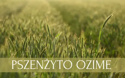 Jaki nawóz pod pszenicę ozimą jesienią, aby uniknąć strat w plonach?