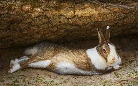 Ein braun-weißes Kaninchen liegt entspannt unter einem Baumstamm.