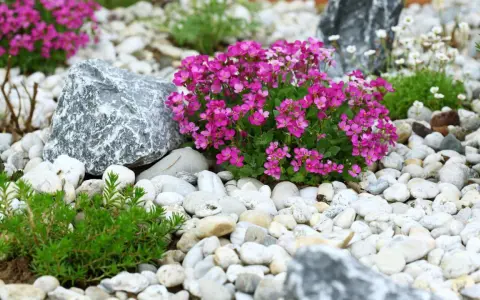 Une belle rocaille avec des fleurs roses éclatantes et des pierres blanches. Des plantes vertes poussent entre les cailloux.