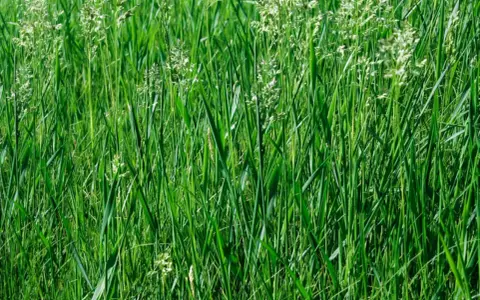 A dense field of lush green clumping fescue grass, with delicate white seed heads reaching upwards.
