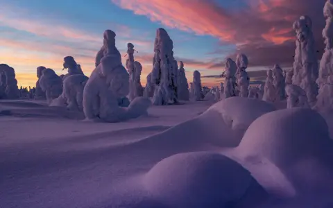 Vinter i Sverige: snötäckta träd formar surrealistiska skulpturer mot en rosa och blå gryningshimmel.