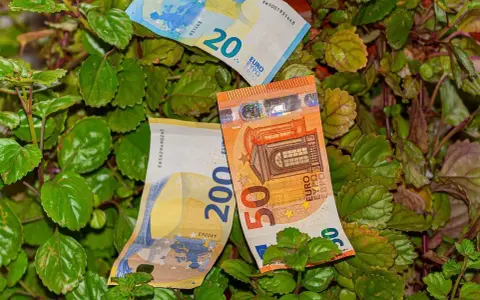 Billetes de euros (20, 50 y 200) entre las hojas de una planta del dinero interior o exterior.