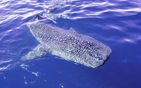 Un maestoso squalo cetaceo, con la sua pelle maculata, nuota placidamente nelle acque blu.
