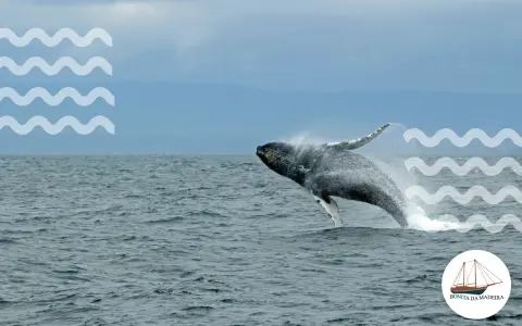 Spektakuläre Buckelwal-Springen vor Madeira – ein unvergessliches Whale Watching Madeira Erlebnis.