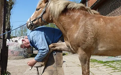 Un maréchal-ferrant travaille sur le sabot d'un cheval, préparant différents types de fer à cheval pour le confort de l'animal.