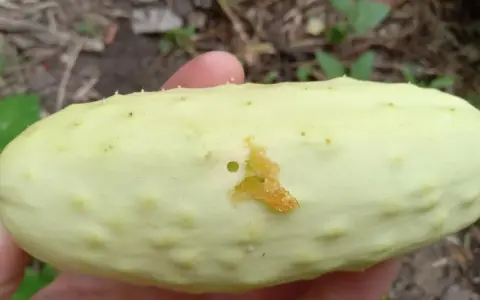 A pale green cucumber shows damage from a pickle worm, with a small hole and chewed-up flesh.