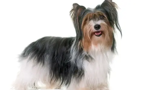 Uroczy Biewer Yorkshire Terrier z długą, trójkolorową sierścią. Poznaj jego wady i zalety.