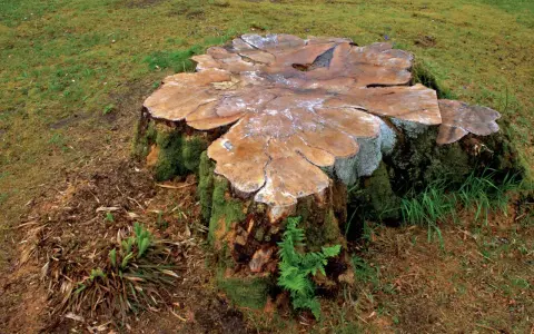 Gros tronc d'arbre couvert de mousse, prêt à pourrir. La nature reprend ses droits, montrant comment faire pourrir une souche naturellement.