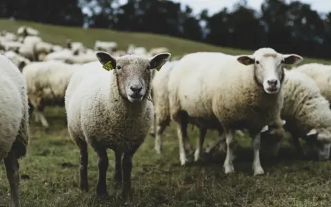 Eine Herde Schafe auf einer grünen Wiese. Ein Schaf blickt direkt in die Kamera, seine Ohren mit gelben Ohrmarken sind sichtbar. Die Tiere sind mulesing free.