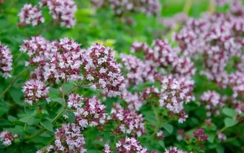 En tät matta av oregano blomma i lila och vita nyanser, med gröna blad som bakgrund.