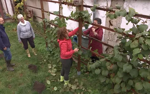 Frauen pflegen eine Kiwi-Pflanze im Garten. Sie schneiden Äste und Blätter, um das Wachstum zu fördern.
