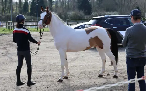 Un magnifique cheval pie est présenté par une cavalière, tandis qu'un homme note des observations. Un check in etalon est en cours.