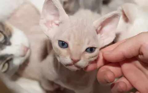 Jak prawidłowo dbać o Devon Rex - kluczowe porady pielęgnacyjne