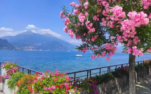 Ein blühender Oleander überragt den See. Bunte Blumen säumen den Weg, como see. Berge im Hintergrund.