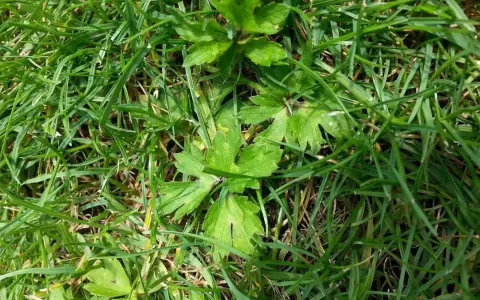 Plantes vertes aux feuilles découpées se mêlant à la ronse herbe.