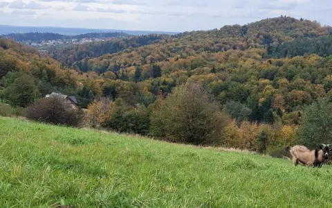 Koza na zielonej łące, w tle jesienne lasy i miasteczko na zboczu. Góra przypomina kształtem żabią.