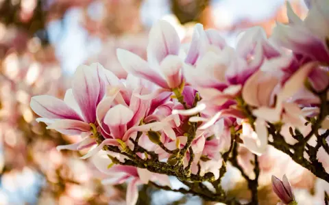 En gren med vackra, rosa och vita magnoliablommor som blommar ut. En perfekt klippa magnolia för våren.