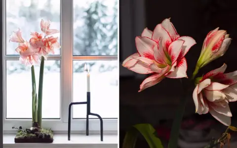 Två vackra snitt amaryllis, en i fönstret med snö utanför, den andra i mörker med röda kanter.