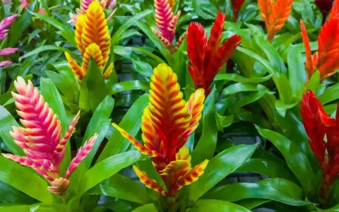 Kolorowe kwiatostany bromelii, jak pielęgnować te egzotyczne piękności? Jasne, soczyste liście i ogniste barwy kwiatów.