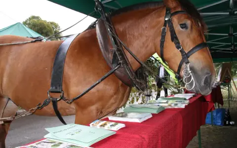 Un majestueux cheval de trait, harnaché, se tient près d'une table couverte de brochures.