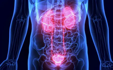 Anatomia układu moczowego z podświetlonymi na czerwono nerkami i pęcherzem. Dowiedz się, jak dbać o nerki.