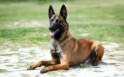 Un Malinois au repos, langue pendante. Son regard vif trahit son énergie, mais même ce chien puissant a un point faible : la chaleur.
