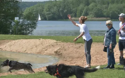 Hunde planschen am Brombachsee Hundestrand. Eine Frau wirft etwas ins Wasser, während zwei Hunde voller Freude ins kühle Nass springen.