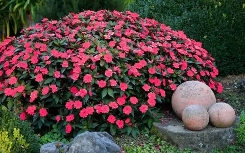 A lush mound of vibrant pink impatiens, thriving with proper impatiens care, blooms beside decorative garden spheres.