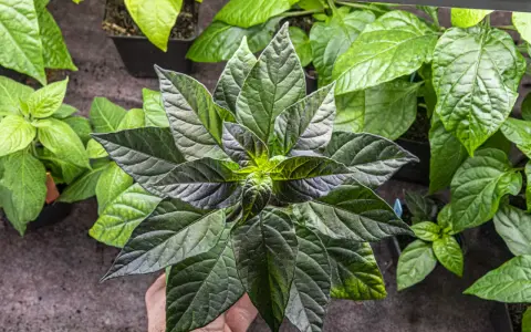 En hand håller en mörk chiliplanta redo att plantera om. Flera andra plantor syns i bakgrunden.