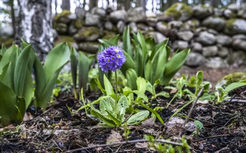 En ensam lila perenn blommar i skogen, omgiven av gröna blad och en stenmur.