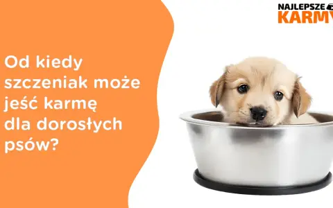 Czy szczeniak może jeść karmę dla dorosłych psów? Sprawdź ryzyko zdrowotne