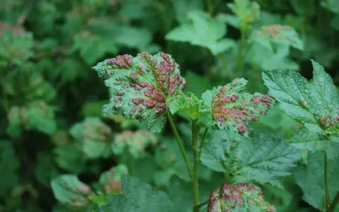 Feuilles vertes de groseillier atteintes de cloques rouges, signe de la cloque du pêcher.