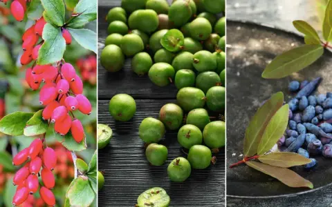 Röda vinbär, gröna kiwifrukter och blå kaprifol. Tre ovanliga bärbuskar som ger skörd.