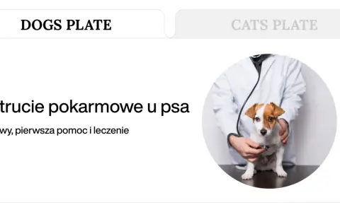 Weterynarz bada psa, który może mieć zatrucie pokarmowe. Tekst informuje o objawach, pierwszej pomocy i leczeniu.