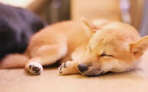 Śpiący szczeniak Shiba Inu, może właśnie śni o tym, dlaczego pies chrapie.