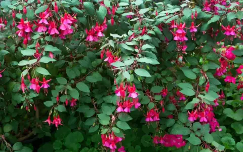 Krzew fuksji w pełnym rozkwicie, z mnóstwem różowo-fioletowych kwiatów zwisających jak małe dzwoneczki. To piękny widok, gdy hibiskus kwitnie latem.
