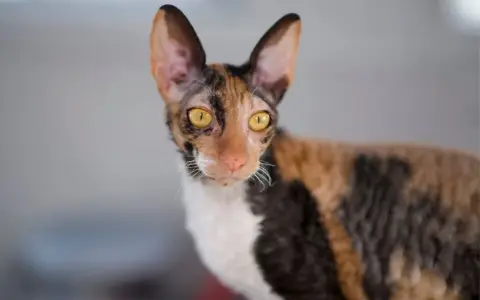 Czy Devon Rex uczula? Sprawdź, czy to kot dla alergików