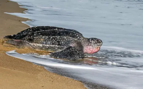 Tartaruga liuto, la tartaruga più grande del mondo, emerge dall'acqua sulla sabbia.