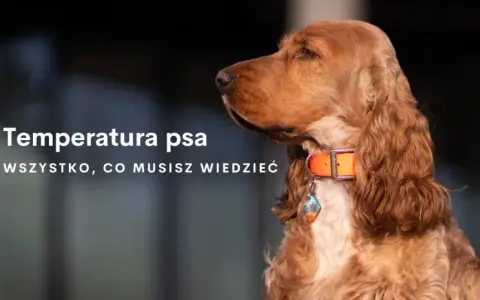 Jaka temperatura dla psa w domu? Sprawdź, by uniknąć dyskomfortu