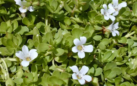 Plantes de bacopa aux petites fleurs blanches, évoquant les nombreux bacopa bienfaits pour la mémoire et la concentration.
