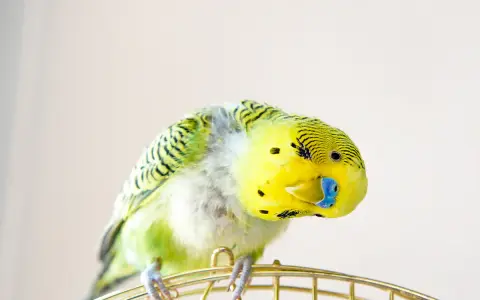 Un pappagallo verde e giallo si gratta con la zampa, perdendo qualche piuma.